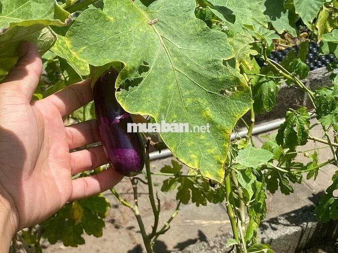 chính chủ bán 83,5m mặt tiền đường nhựa Võ Thị Sáu full thổ cư tp.hcm