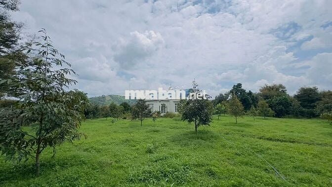 Homestay nhà vườn DT 7317,6m2 (37x137m) sẵn 200m thổ cư - đường oto