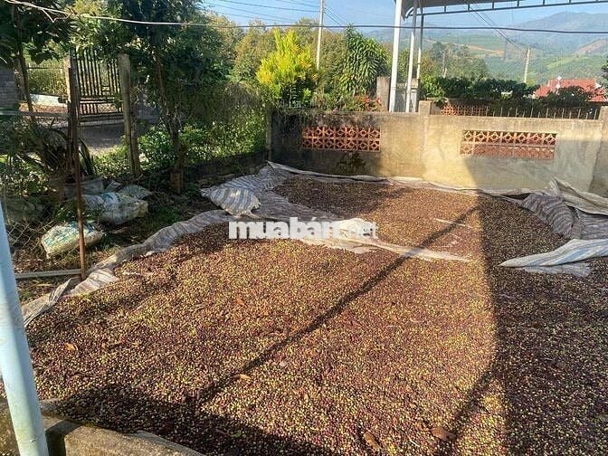 🔥 BÁN GẤP LÔ ĐẤT LỘC THÀNH – GẦN ĐÈO SĂN MÂY | GIÁ CHỈ 820TR