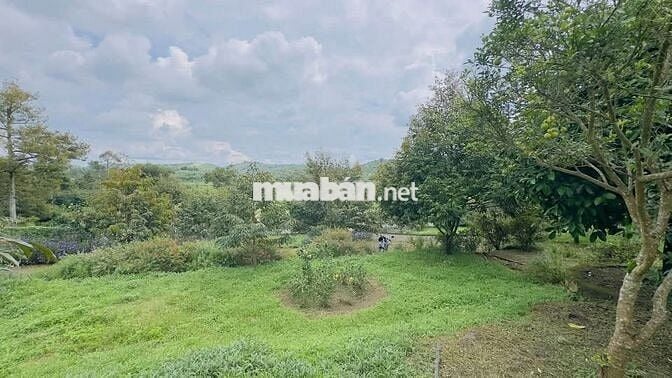 Homestay nhà vườn DT 7317,6m2 (37x137m) sẵn 200m thổ cư - đường oto