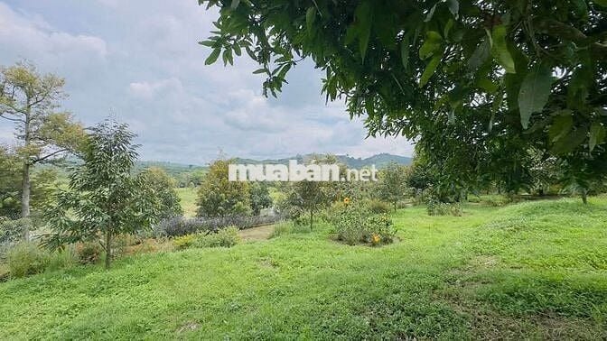 Homestay nhà vườn DT 7317,6m2 (37x137m) sẵn 200m thổ cư - đường oto