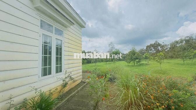 Homestay nhà vườn DT 7317,6m2 (37x137m) sẵn 200m thổ cư - đường oto