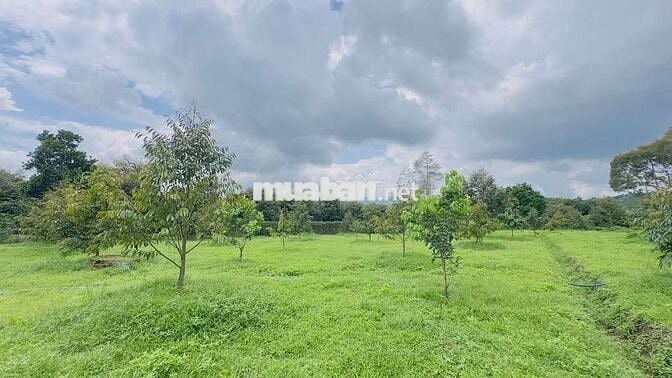 Homestay nhà vườn DT 7317,6m2 (37x137m) sẵn 200m thổ cư - đường oto