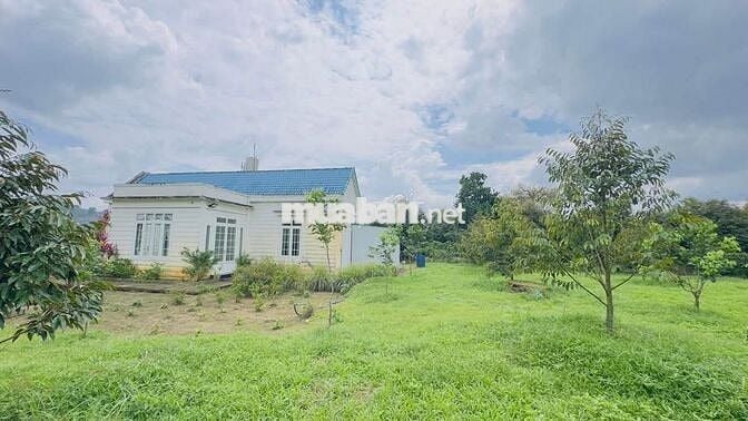 Homestay nhà vườn DT 7317,6m2 (37x137m) sẵn 200m thổ cư - đường oto