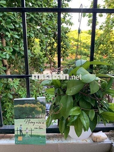 Tìm bạn nhân viên văn phòng ở ghép Hoà Hưng, quận 10