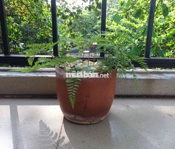 Tìm bạn nhân viên văn phòng ở ghép Hoà Hưng, quận 10