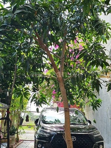 Đất thổ cư xây dựng tự do, đất cao ráo sạch sẽ