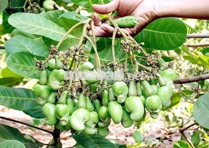 Cơ hội sở hữu vườn điều cổ thụ tại khu vực Thống Nhất 1200m2 chỉ 995tr