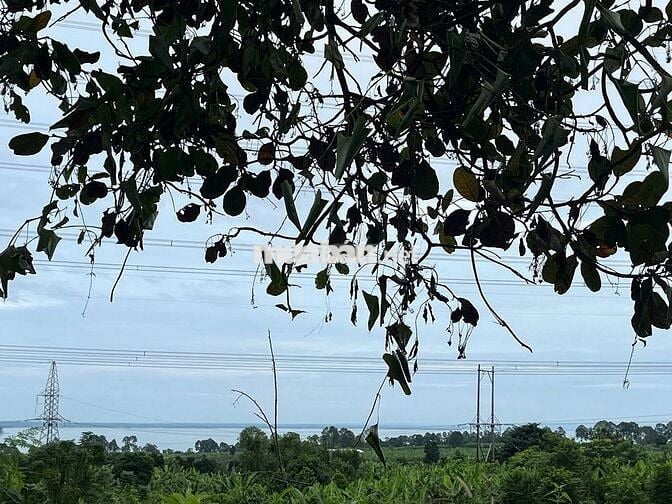 Cơ hội sở hữu vườn điều cổ thụ tại khu vực Thống Nhất 1200m2 chỉ 995tr