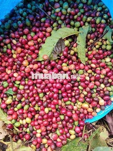 2,2 hecta đất vườn chân suối, nhà cấp 4 thổ cư 400m