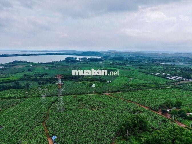 Cơ hội sở hữu vườn điều cổ thụ tại khu vực Thống Nhất 1200m2 chỉ 995tr