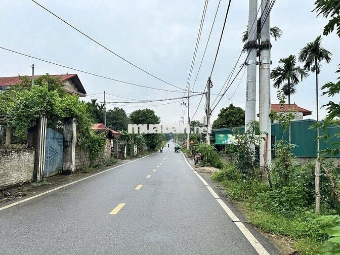 Cơ hội sở hữu vườn điều cổ thụ tại khu vực Thống Nhất 1200m2 chỉ 995tr