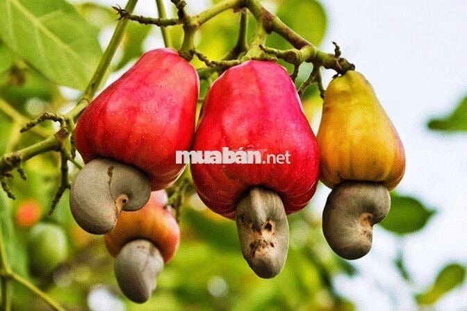 Cơ hội sở hữu vườn điều cổ thụ tại khu vực Thống Nhất 1200m2 chỉ 995tr