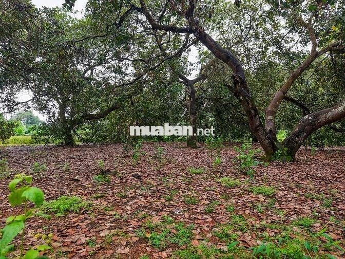 Cơ hội sở hữu vườn điều cổ thụ tại khu vực Thống Nhất 1200m2 chỉ 995tr