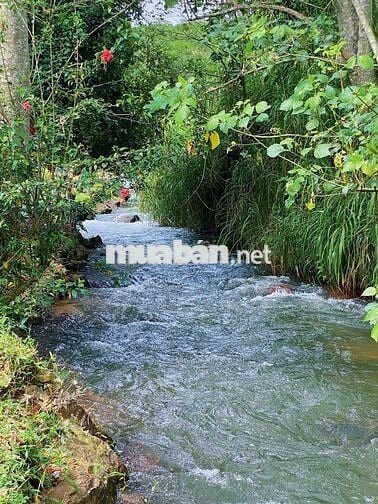 Cơ hội sở hữu vườn điều cổ thụ tại khu vực Thống Nhất 1200m2 chỉ 995tr