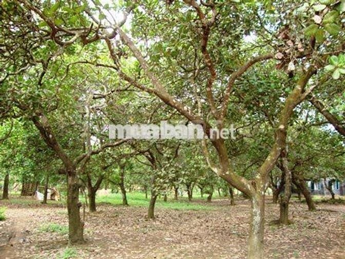 Cơ hội sở hữu vườn điều cổ thụ tại khu vực Thống Nhất 1200m2 chỉ 995tr