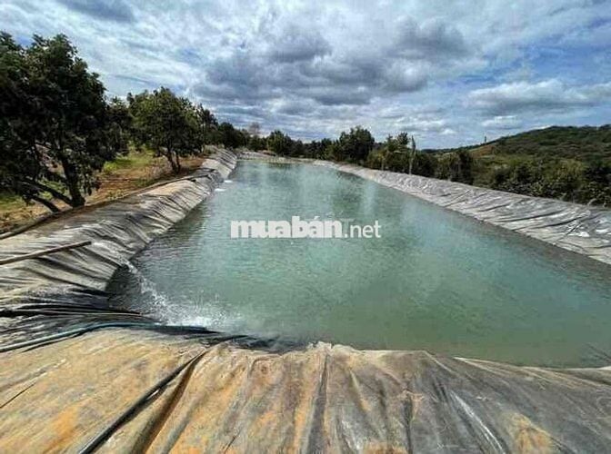 BÁN ĐẤT VƯỜN SẦU RIÊNG CHỈ TỪ 328 TRIỆU TẠI CHƠN THÀNH