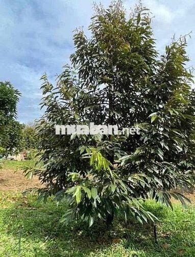 BÁN ĐẤT VƯỜN SẦU RIÊNG CHỈ TỪ 328 TRIỆU TẠI CHƠN THÀNH