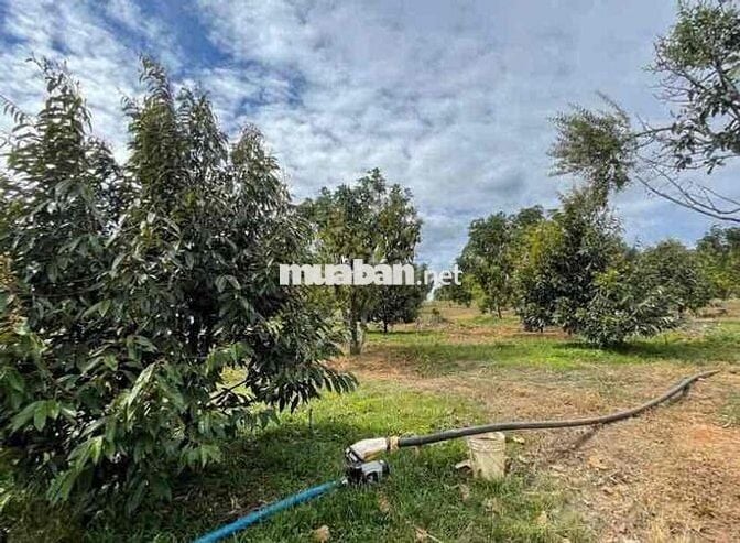 BÁN ĐẤT VƯỜN SẦU RIÊNG CHỈ TỪ 328 TRIỆU TẠI CHƠN THÀNH