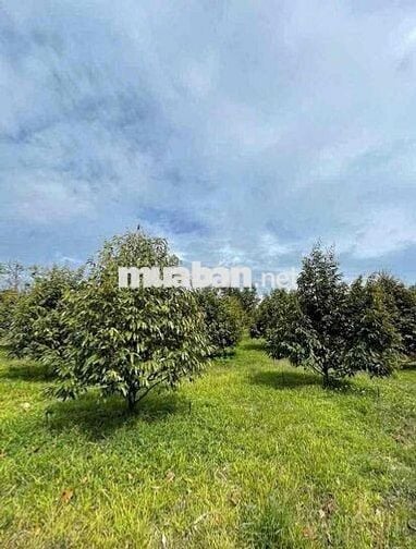 BÁN ĐẤT VƯỜN SẦU RIÊNG CHỈ TỪ 328 TRIỆU TẠI CHƠN THÀNH