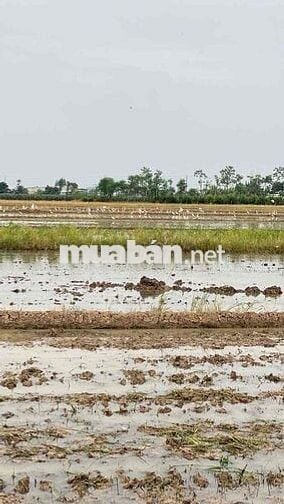 Bán đất gò công đông ấp bến chợ