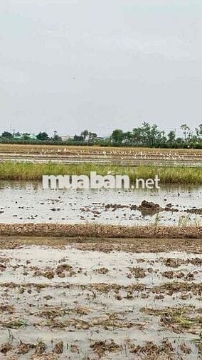 Bán đất gò công đông ấp bến chợ