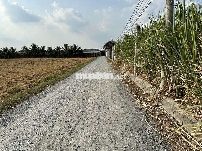 1000m2 VIEW SÔNG 599 Triệu Sổ Sẵn, đường Ô Tô, Nền Cao. về HCM 25p