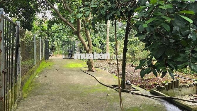 Bán đất xây nhà vườn tặng kèm căn nhà cấp 4 cách DH chỉ 3p