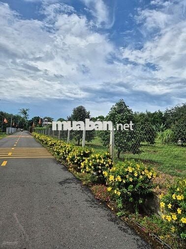 Cô Tư cần tiền sang nhanh lô đất ngộp MT DH519 Phú Giáo BÌnh Dương