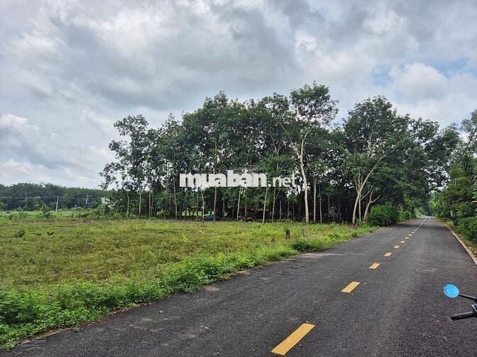 Cô Tư cần tiền sang nhanh lô đất ngộp MT DH519 Phú Giáo BÌnh Dương