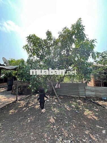 Chính chủ bán đất rẫy sổ hổng riêng