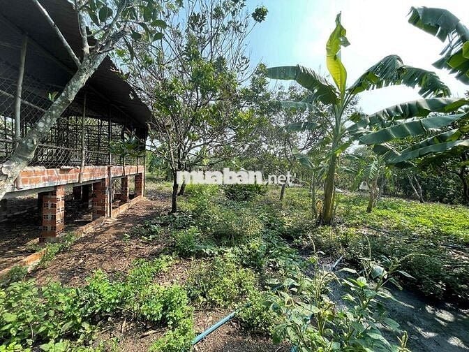 Chính chủ bán đất rẫy sổ hổng riêng