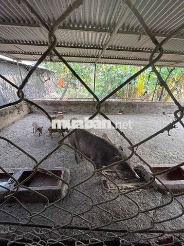 Chính chủ bán đất rẫy sổ hổng riêng