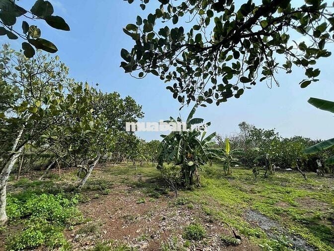 Chính chủ bán đất rẫy sổ hổng riêng