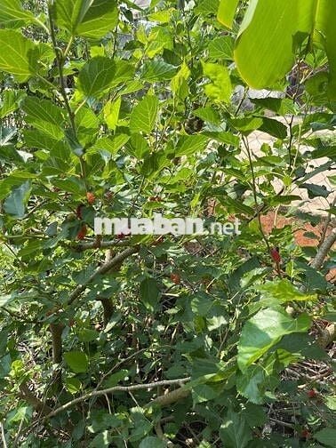 Chính chủ bán đất rẫy sổ hổng riêng