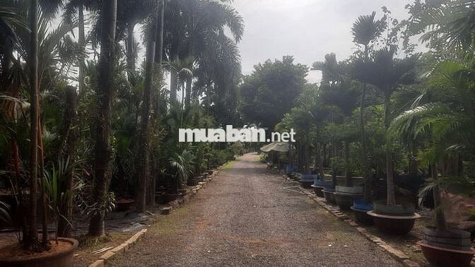 Bán đất Nông nghiệp LONG THÀNH - Long Phước giá có thể thương lượng