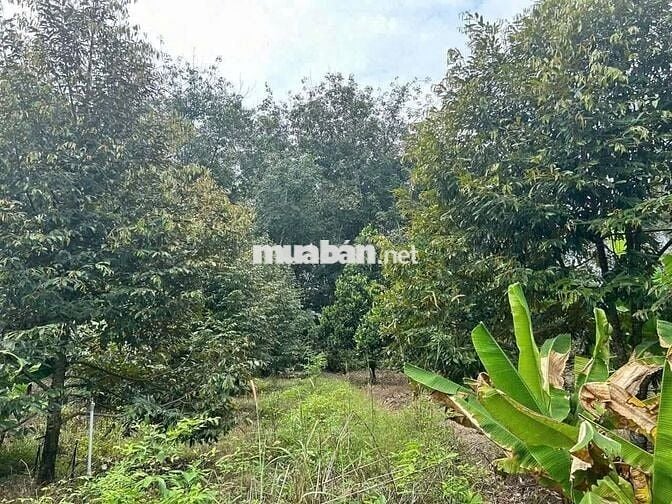 Chính chủ kẹt tiền cần bán gấp, vườn trái cây nghỉ dưỡng, tặng nhà C4