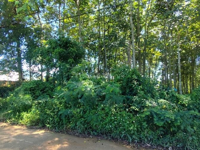 🔥 CẦN TIỀN BÁN NHANH ĐẤT THỔ CƯ 1.380M2 – 23MX60M – GIÁ CHỈ 2 TỶ 3