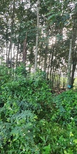 🔥 CẦN TIỀN BÁN NHANH ĐẤT THỔ CƯ 1.380M2 – 23MX60M – GIÁ CHỈ 2 TỶ 3