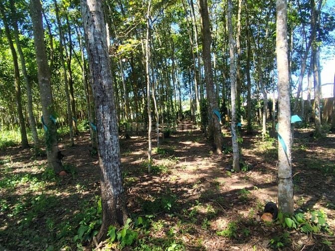 🔥 CẦN TIỀN BÁN NHANH ĐẤT THỔ CƯ 1.380M2 – 23MX60M – GIÁ CHỈ 2 TỶ 3