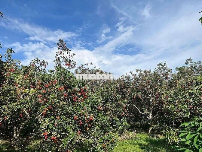 Đất vườn (70*52m)- 300m thổ - sát đường lớn