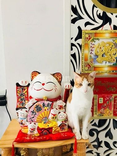 Cho thuê nhà c/cư Bình Thới, tầng 5 Dương Đình Nghệ, P.8, Q.11 giá 8tr