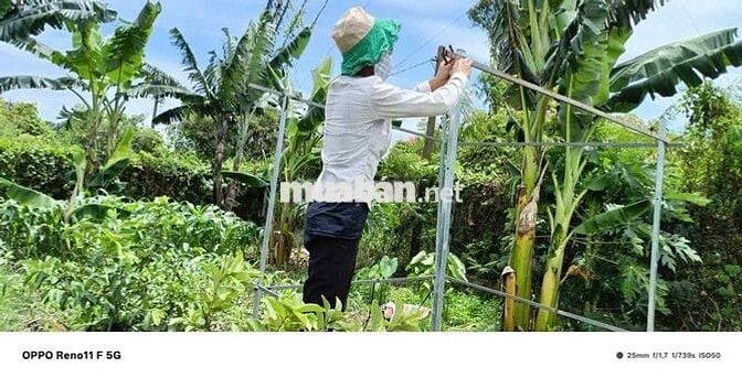 Nhà vườn 500m + nhà ở _ điện nước đầy đủ _ Đường vĩnh lộc b bình chánh