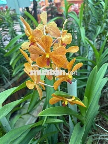 chủ cần bán nhà Mặt Tiền Đường Liên Khu 4 5, vị trí kinh doanh