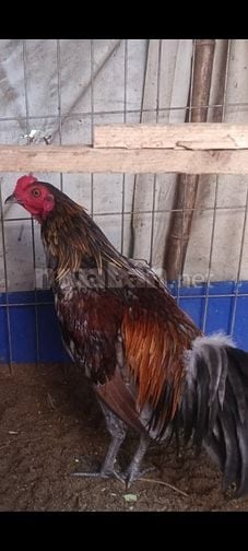 Gà tre xám lai  beru đang 1kg2 