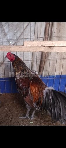 Gà tre xám lai  beru đang 1kg2 