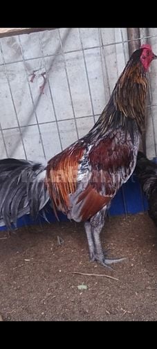 Gà tre xám lai  beru đang 1kg2 