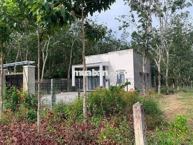 🌿 ĐẤT SÀO NGHỈ DƯỠNG CHƠN THÀNH – VIEW ĐẸP, GIÁ CHỈ 950 TRIỆU/SÀO! 🌿 🍃