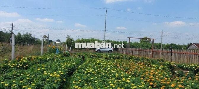 CC BÁN ĐẤT BRVT gần CAO TỐC - BIỂN 6KM -  RẤT ĐẸP - 344m² - 100 tc SHR