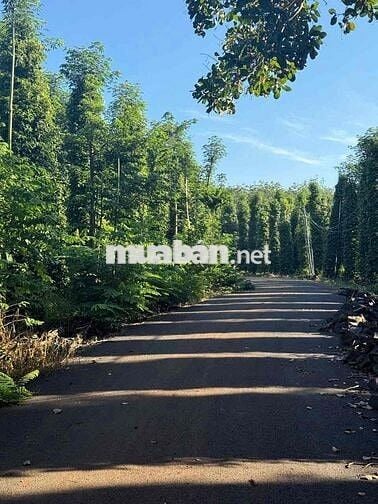 Bán 1000m2 Đất Bàu Lâm Giá Chỉ 500tr Siêu Rẻ